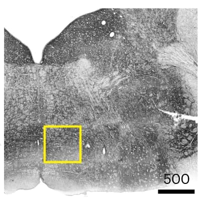 Open access visualization of Microscopy, Skeletonization, Mossy Cell, rCATS, proExM