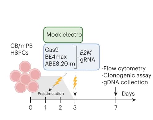 Open access visualization of Workflow, Flowchart, Illustration, B2M Editing, CB HSPCs
