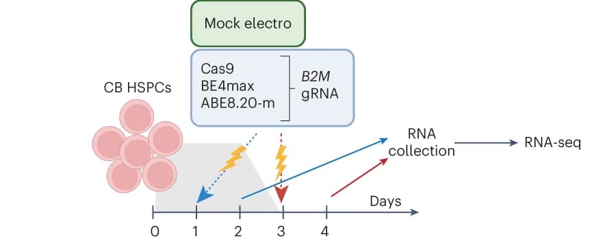 Open access visualization of Workflow, Flowchart, B2M exon 2 editing, CB HSPC donors, Transcriptomic analysis