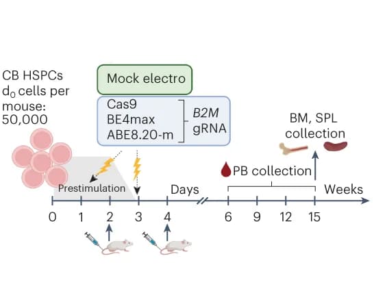 Open access visualization of Workflow, Illustration, B2M Exon 2 Editing, CB HSPCs, Xenotransplantation