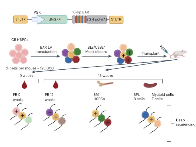 Open access visualization of Workflow, Illustration, Barcoded LV Library, CB HSPC, Clonal Tracking