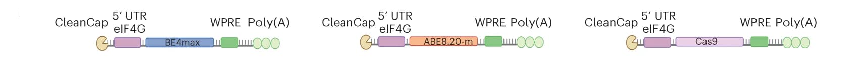 Open access visualization of Workflow, Illustration, mRNA, Schematic Representation