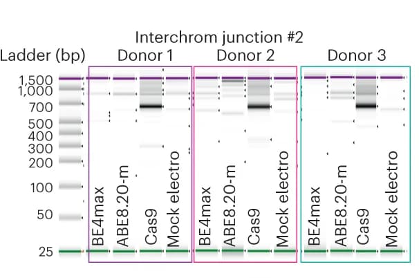 Open access visualization of Gel, Capillary Electropherogram, Interchromosomal Junction 2, HSPC Editing, gRNAs