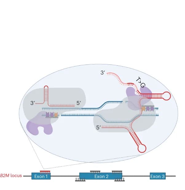 Open access visualization of Illustration, Workflow, Prime Editing, pegRNA, gRNA