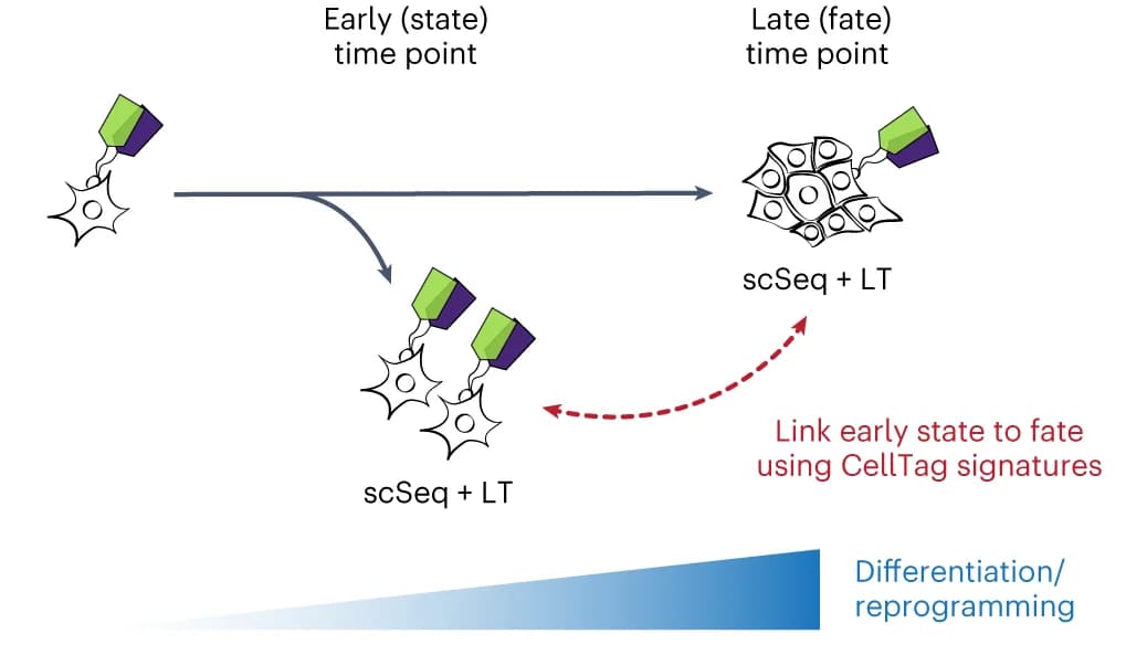 Open access visualization of Workflow, Illustration, Single-Cell Lineage Tracing, Cell State, Cell Fate