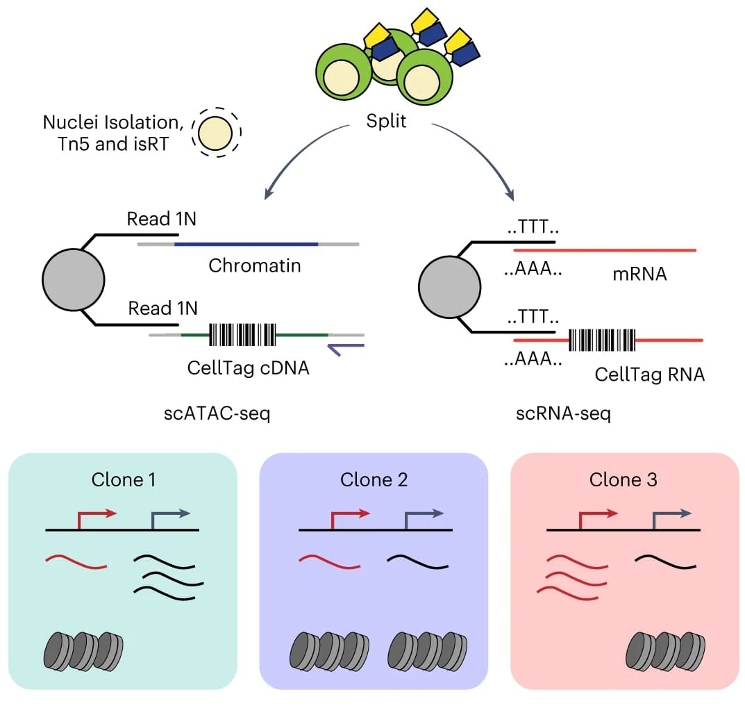 Open access visualization of Workflow, Illustration, CellTags, scRNA-seq, scATAC-seq