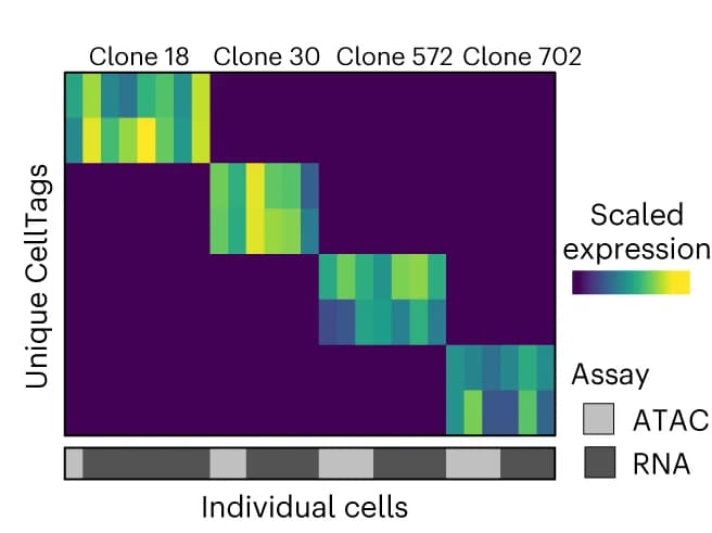 Open access visualization of Heatmap, CellTag, scRNA-seq, scATAC-seq, Clones