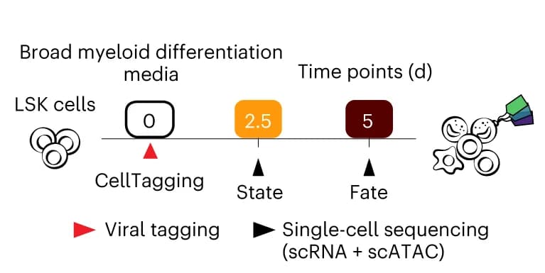 Open access visualization of Workflow, Flowchart, Illustration, Experimental Design, In Vitro Hematopoiesis