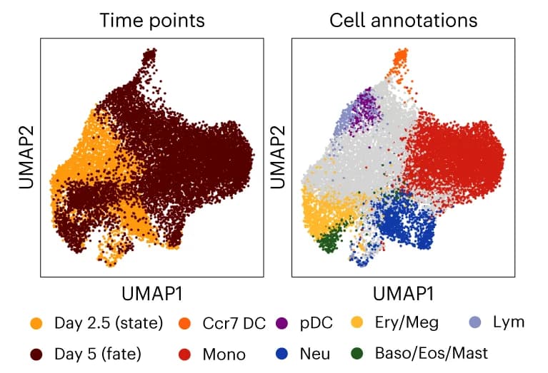 Open access visualization of UMAP, scATAC-seq, Time Point, Cell Fate, Basophils