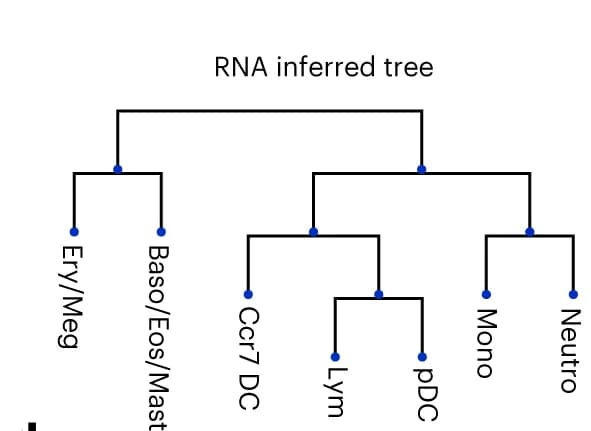 Open access visualization of Flowchart, Hematopoietic Fate, scRNA, Clone Coupling