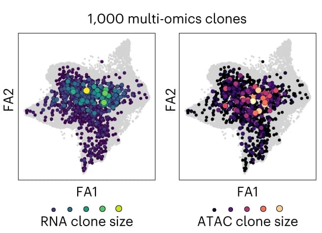 Open access visualization of Scatter Plot, Bubble Plot, ForceAtlas Embeddings, RNA, ATAC