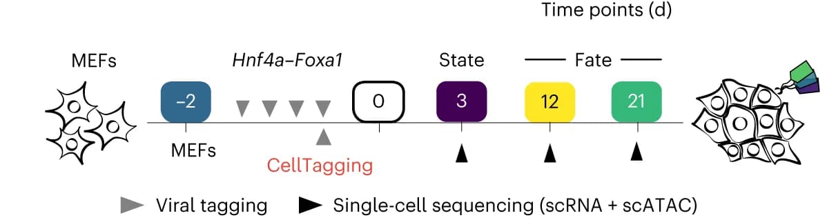 Open access visualization of Workflow, Illustration, Experimental Design, Direct Reprogramming, State-Fate