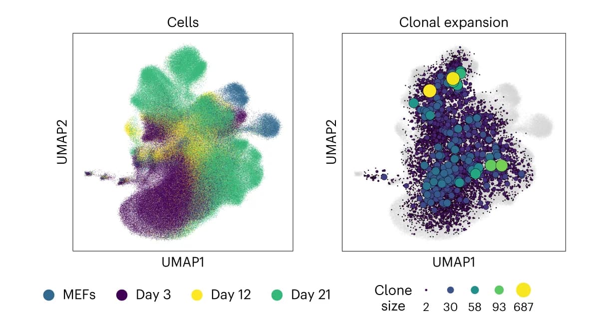 Open access visualization of UMAP, Bubble Plot, Scatter Plot, scRNA-seq, scATAC-seq