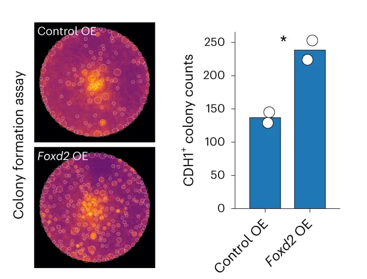 Open access visualization of Bar Plot, Foxd2 OE, Colony Formation Assay, CDH1 Colony Counts, Representative Images