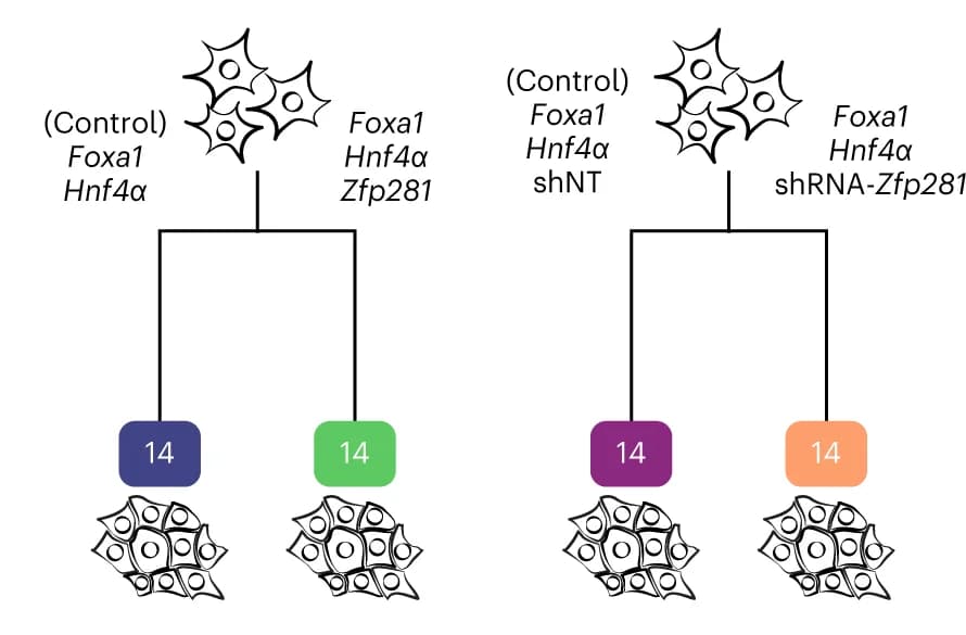 Open access visualization of Workflow, Flowchart, scRNA-seq, Zfp281 OE, Zfp281 KD