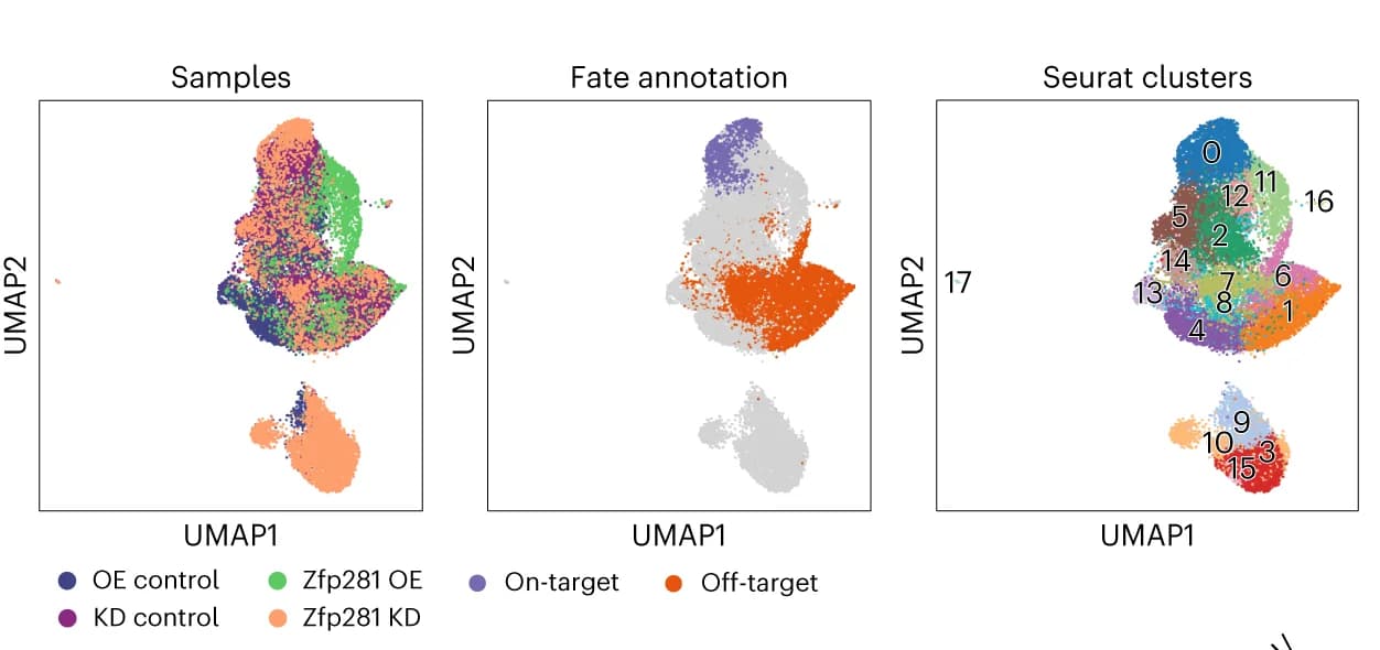 Open access visualization of UMAP, Scatter Plot, Zfp281 OE, Zfp281 KD, Cell Fate
