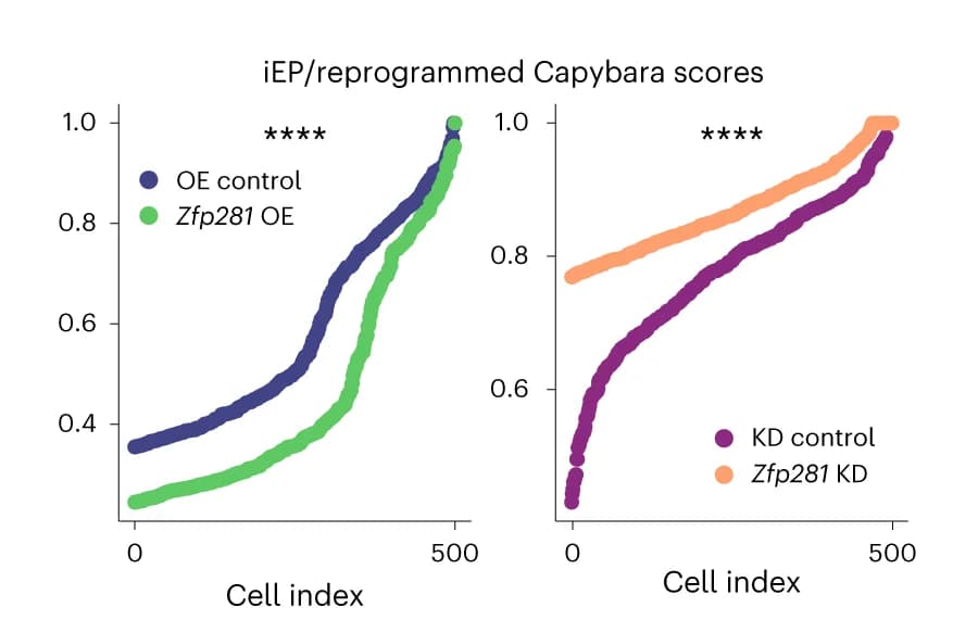 Open access visualization of Scatter Plot, iEP Identity Scores, Dead-end Identity Scores, Zfp281 KD, Zfp281 OE