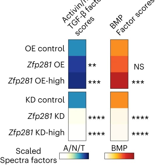 Open access visualization of Heatmap, Activin/nodal/TGF, BMP Spectra Factor Scores, Zfp281 OE, Zfp281 KD