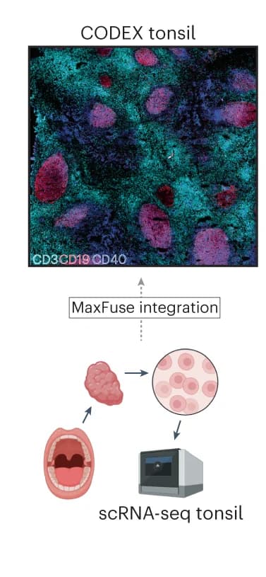Open access visualization of Microscopy, Workflow, CODEX, scRNA-seq, Integration