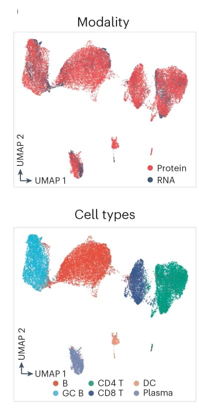 Open access visualization of Scatter Plot, UMAP, MaxFuse, Tonsil, CODEX