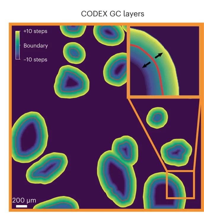 Open access visualization of Microscopy, Cell Layers, GC Boundary, Illustration, Pixels