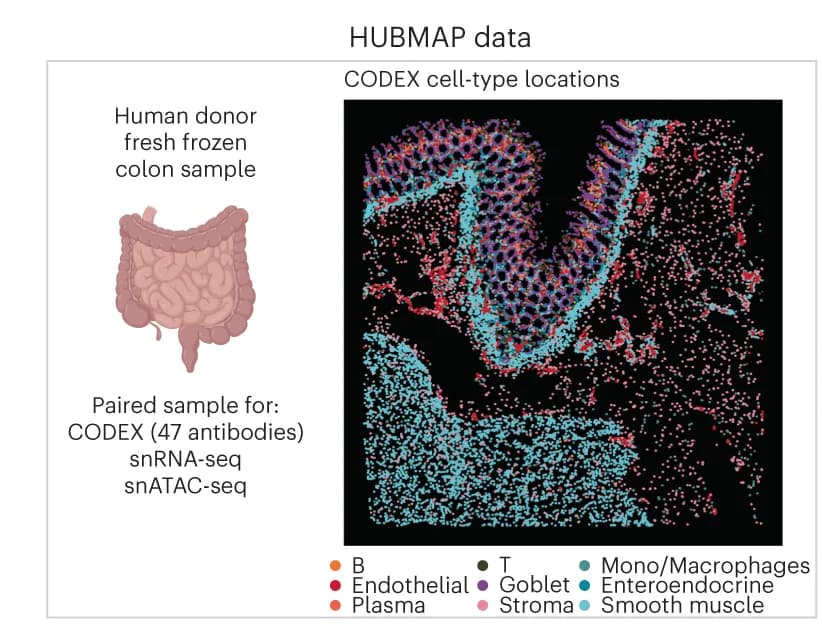 Open access visualization of Scatter Plot, CODEX, snRNA-seq, snATAC-seq, Single-cell