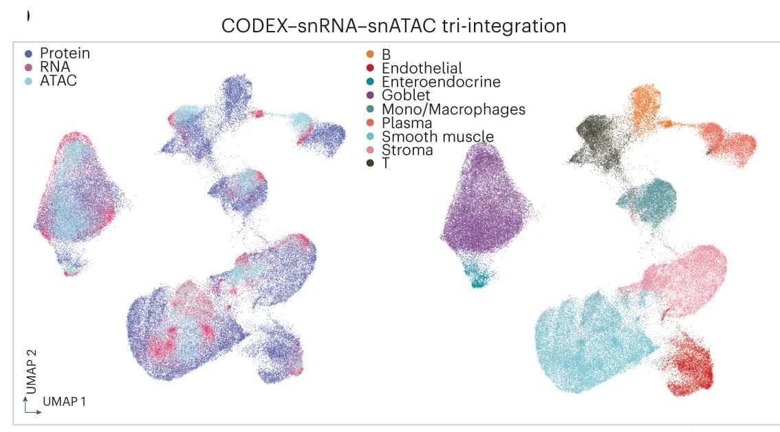 Open access visualization of UMAP, Tri-modal Integration, MaxFuse, Protein, RNA