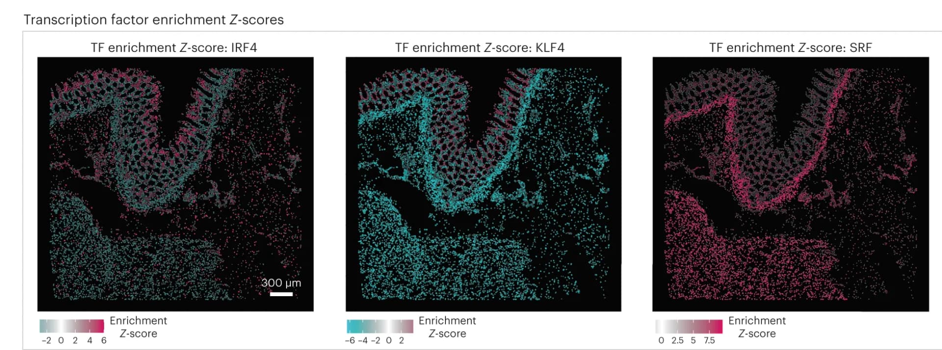 Open access visualization of Scatter Plot, Spatial Locations, CODEX Cells, Centroids, Transcription Factor