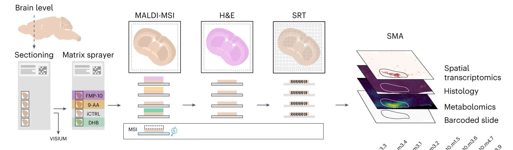 Open access visualization of Workflow, Illustration, Microscopy, SMA Workflow, Quality Control