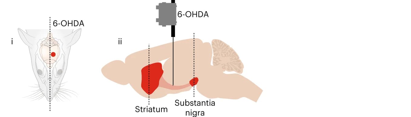 Open access visualization of Illustration, 6-OHDA, MFB, Substantia Nigra, Striatum