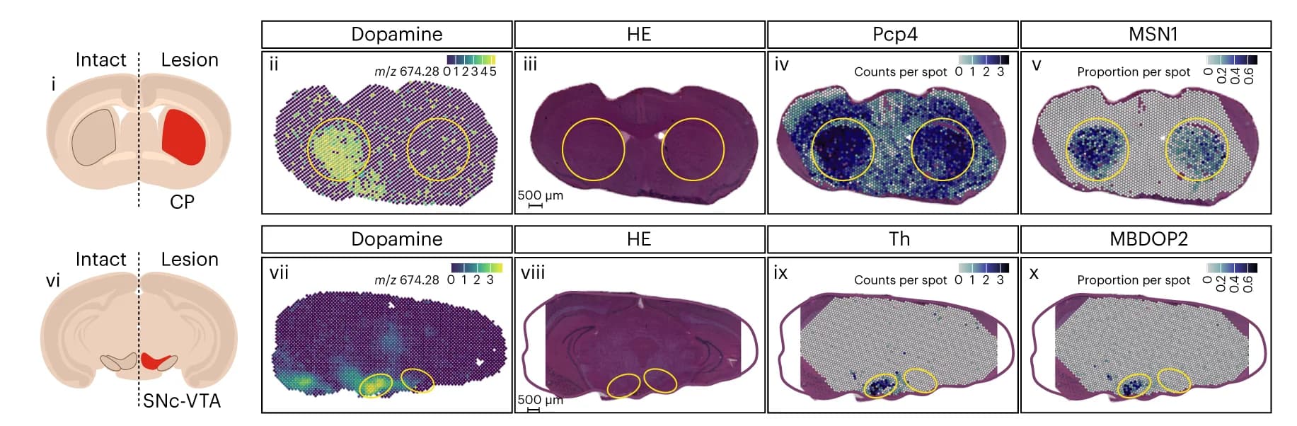 Open access visualization of Microscopy, Substantia Nigra, Striatum, Mouse PD Model, Dopamine