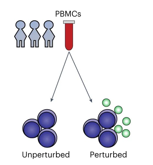 Open access visualization of Workflow, Flowchart, Illustration, Perturbation Experiments, PBMCs