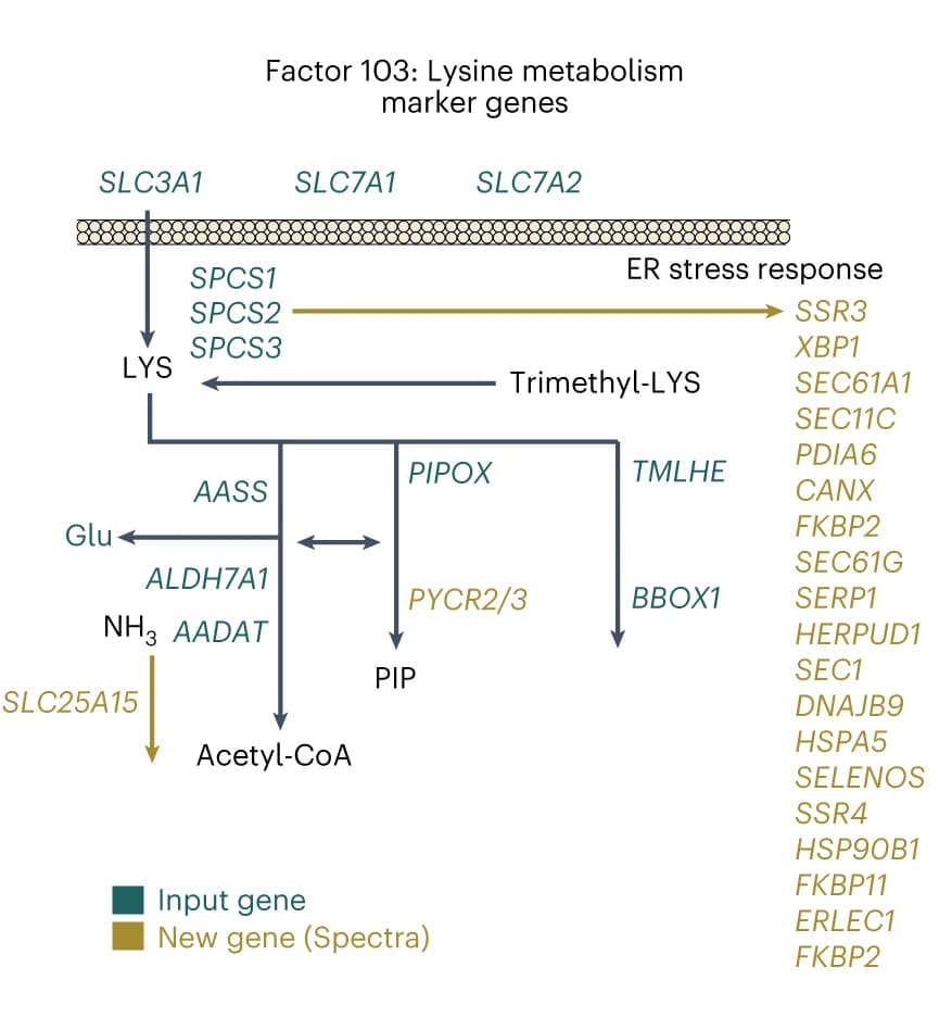 Open access visualization of Workflow, Flowchart, Genes, Lysine metabolism, Spectra