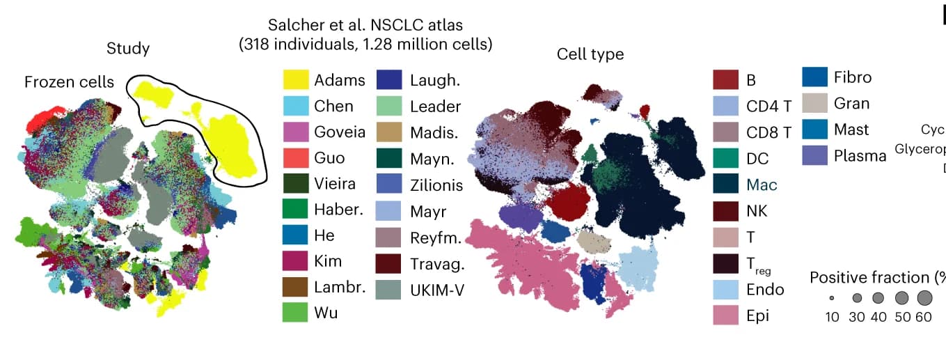 Open access visualization of Scatter Plot, UMAP, Tumor Single Cell Suspensions, Cell Type, Endothelial