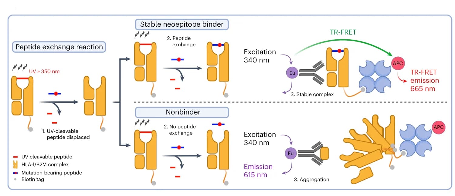 Open access visualization of Workflow, Illustration, TR-FRET Assay, Neoepitope-HLA Binding, HLA Monomers