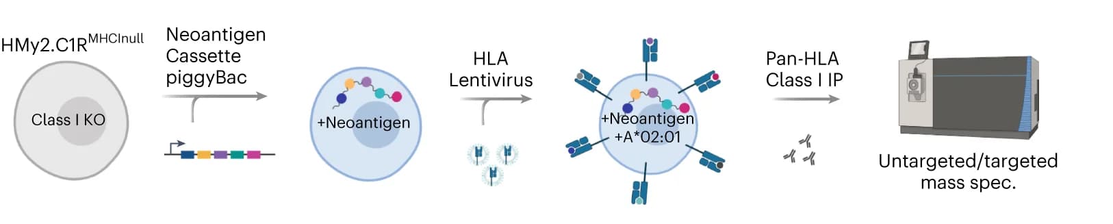 Open access visualization of Workflow, Illustration, Cell Engineering, MS Analysis, Peptides