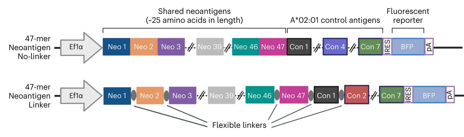 Open access visualization of Workflow, Illustration, Vector Map, Polyantigen Expression, Constructs