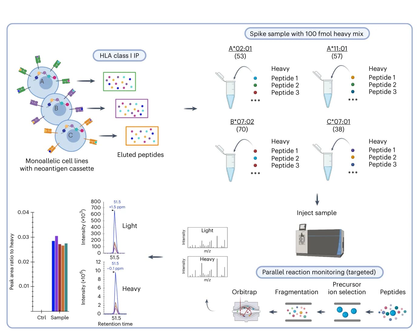 Open access visualization of Workflow, Bar Plot, Line Plot, Illustration, Targeted Immunopeptidomics