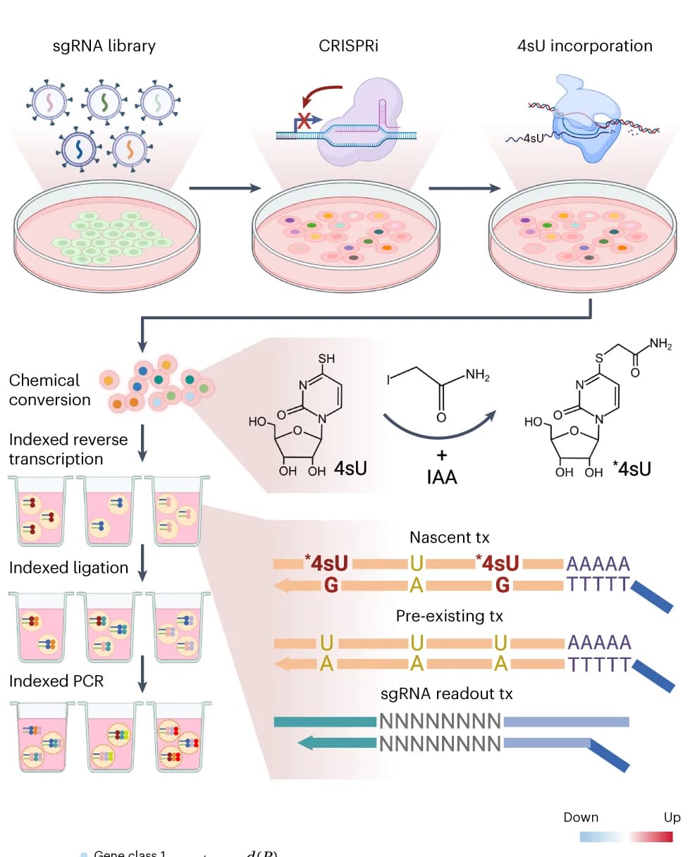 Open access visualization of Workflow, Illustration, PerturbSci-Kinetics, RNA synthesis, RNA degradation