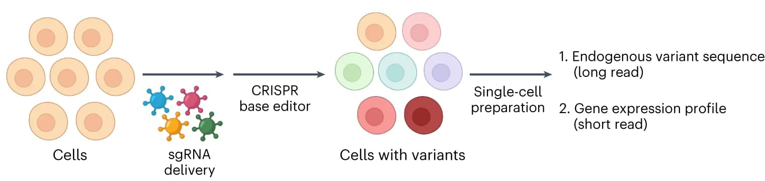 Open access visualization of Workflow, Illustration, TP53, Mutation, Phenotyping