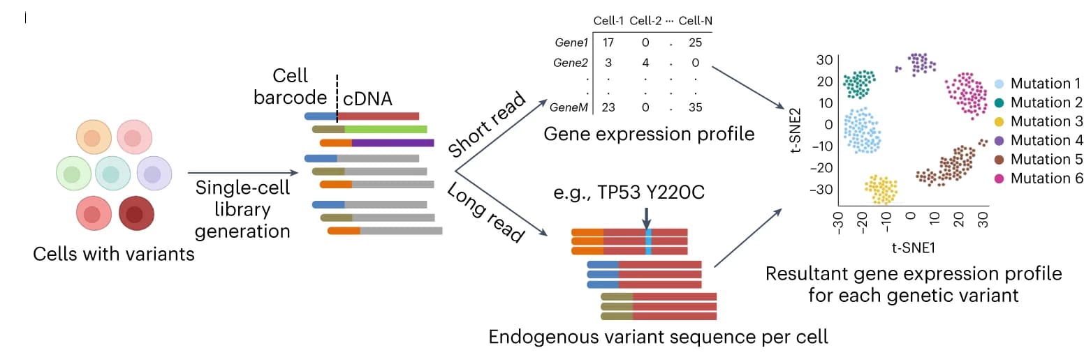 Open access visualization of Scatter Plot, Workflow, Illustration, Single-cell cDNA, Analysis pipeline