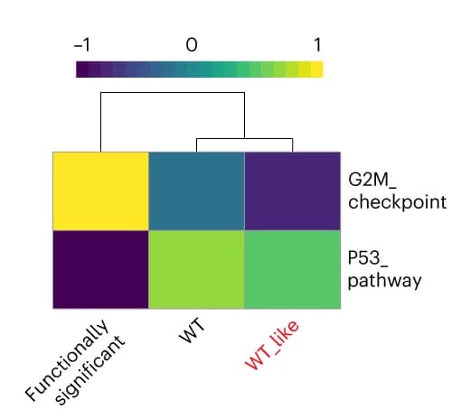 Open access visualization of Heatmap, Clustered, Gene Set Variation Analysis, GSVA, Hallmark pathways