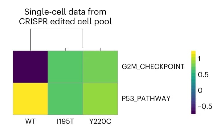 Open access visualization of Heatmap, Clustered, GSVA Enrichment Score, Hallmark Pathways, Single-Cell Analysis