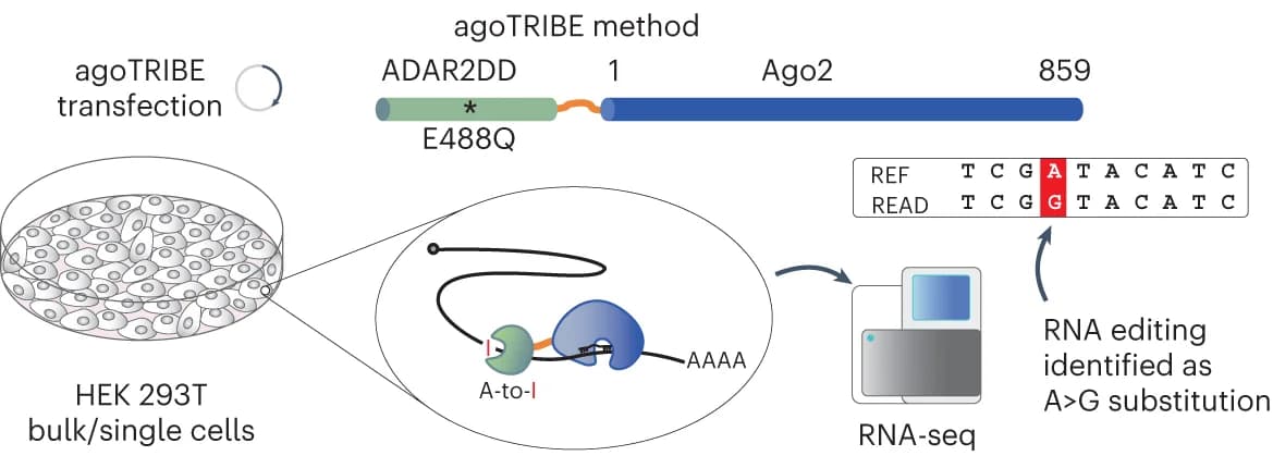 Open access visualization of Workflow, Illustration, AgoTRIBE, Argonaute2, ADAR2