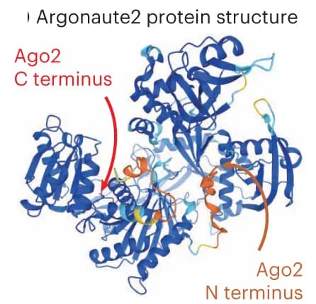 Open access visualization of Protein Structure, Argonaute2, AlphaFold2, C-terminal Tagging, miRNAs