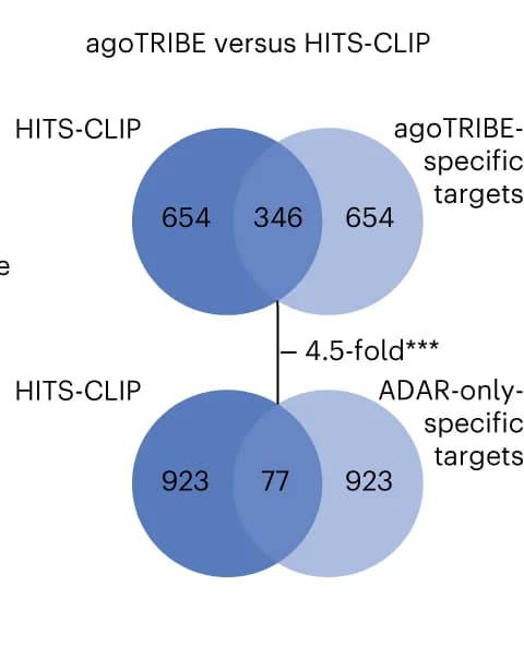 Open access visualization of Venn Diagram, Venn Diagrams, agoTRIBE, HITS-CLIP, Targets