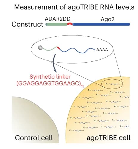 Open access visualization of Illustration, Workflow, agoTRIBE transcript, RNA-seq, agoTRIBE levels