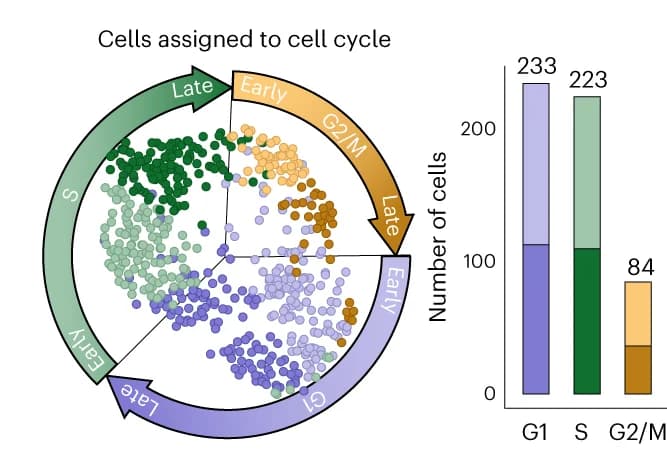Open access visualization of Scatter Plot, Bar Plot, Stacked Bar Plot, agoTRIBE-transfected Single Cells, Cell Cycle Stages