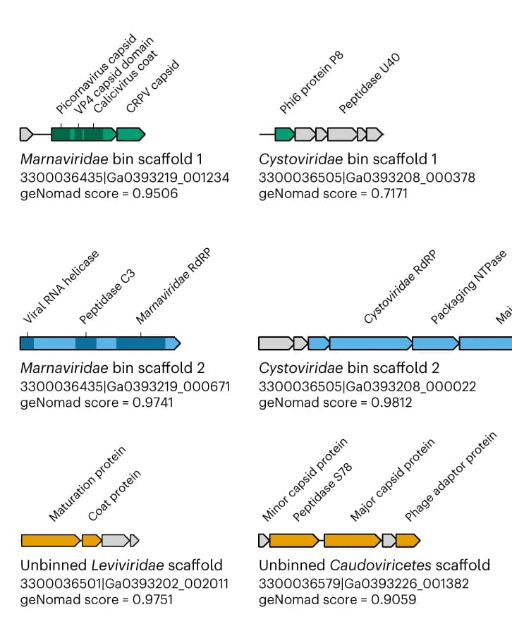 Open access visualization of Workflow, Genome maps, viral sequences, geNomad, Orthornavirae scaffolds