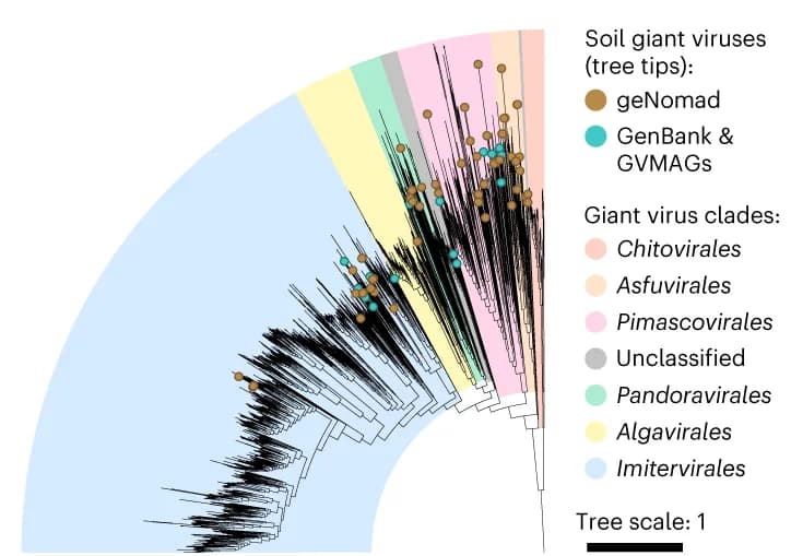 Open access visualization of Network, Phylogenetic tree, Soil giant viruses, geNomad, GenBank